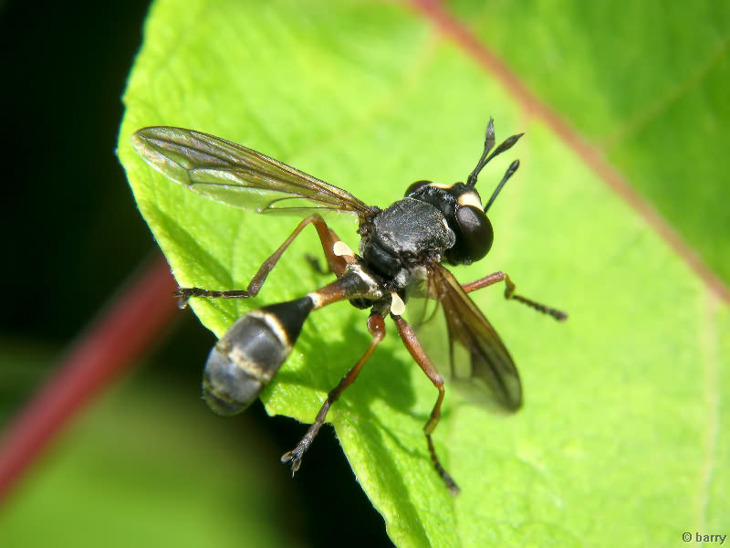 Physocephala rufipes
